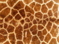 细致纹理长颈鹿图案长颈鹿皮毛背景图案高清图片