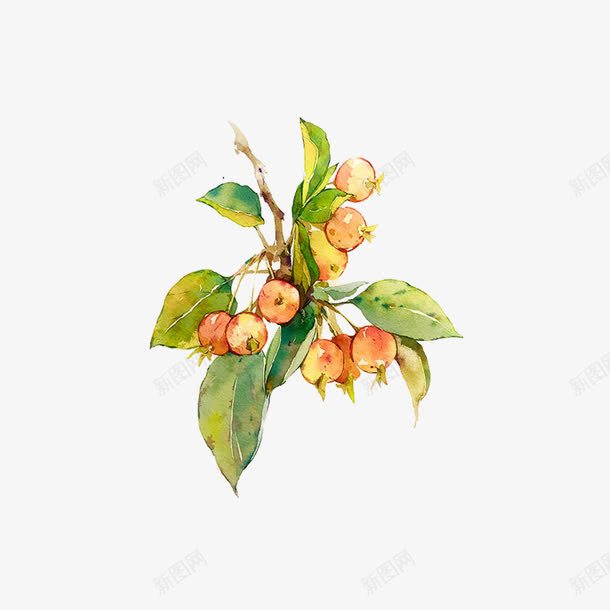 手绘枇杷png免抠素材_新图网 https://ixintu.com 叶子 枇杷树 植物 水果 食物