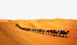 骆驼科生物沙漠骆驼高清图片