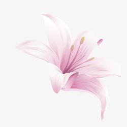 粉色的百合花百合花高清图片