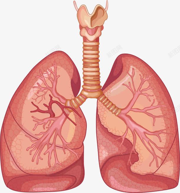 肺部功能png免抠素材_新图网 https://ixintu.com 人体 健康 呼吸 器官 精美创意 肺部功能