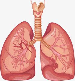 健康监测功能肺部功能高清图片