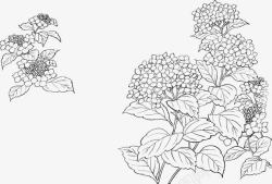 中国树枝画画黑白素描花朵高清图片