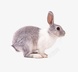 灰色小兔子素材