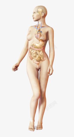 盆底胎儿女性人体结构高清图片