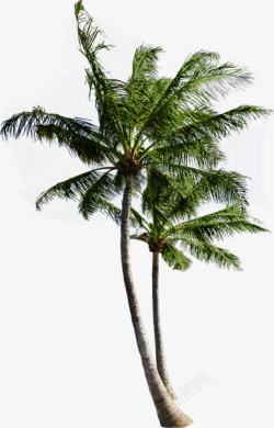 创意合成摄影绿色的椰子树度假区素材