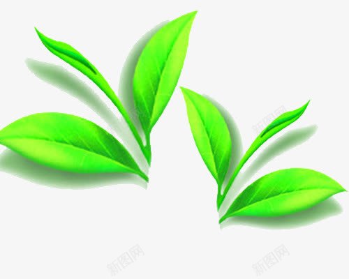点缀的叶子png免抠素材_新图网 https://ixintu.com 名片设计 点缀的叶子 点缀的叶子图片 绿茶设计元素