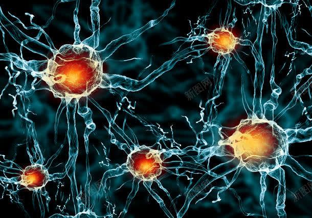 神经细胞jpg设计背景_新图网 https://ixintu.com 其它类别 医学 医学背景图片 医疗卫生科学 图片素材 神经元 神经系统 神经纤维 神经细胞图片 神经细胞图片素材下载 背景花边