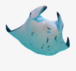 充气鳐鱼气球素材
