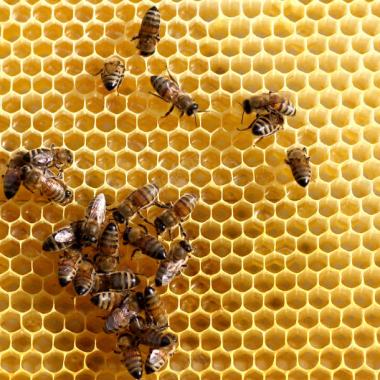 蜂窝上工作的蜜蜂背景