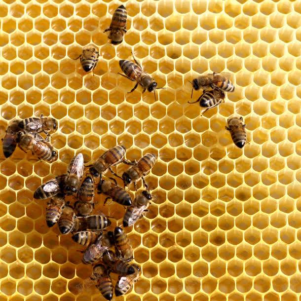 蜂窝上工作的蜜蜂jpg设计背景_新图网 https://ixintu.com 图片素材 底纹背景 昆虫 背景花边 蜂巢 蜂窝 蜂窝上工作的蜜蜂 蜂窝上工作的蜜蜂图片 蜂窝上工作的蜜蜂图片素材下载 蜂类 蜂蜜 蜜蜂 蜜蜂窝