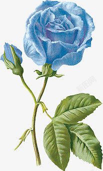 蓝手绘手绘欧美素描蓝玫瑰高清图片