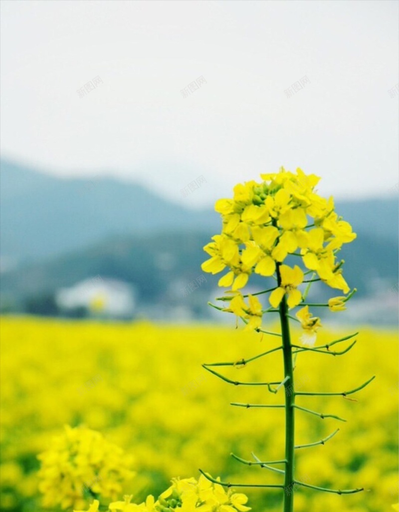 清新黄花菜植物H5背景jpg_新图网 https://ixintu.com H5 h5 天空 彩色 摄影 植物 清新 花卉 风景 黄花菜