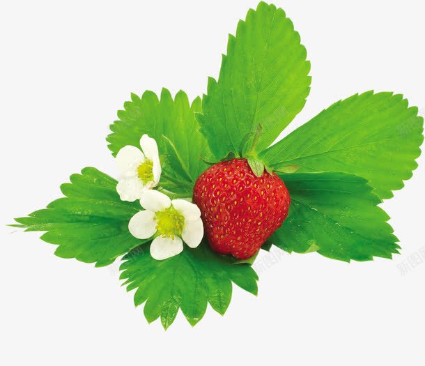 小花和草莓png免抠素材_新图网 https://ixintu.com 一颗草莓 创意 卡通 水果 白色小花 绿色叶子 装饰