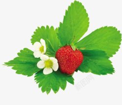 绿色小花边缘装饰素材小花和草莓高清图片