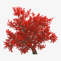 红色枫树林弯曲红色枫树叶子树木高清图片