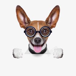 戴着眼镜戴着眼镜的小狗高清图片