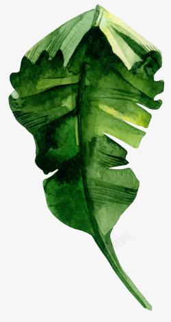 绿植图芭蕉叶水彩手绘图高清图片