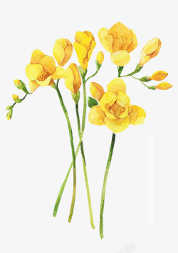 春天户外黄色鲜花春季春天鲜花黄色的花高清图片