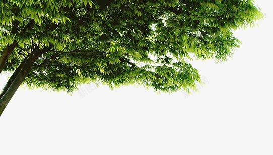 绿色树木侧边装饰春天png免抠素材_新图网 https://ixintu.com 春天 树木 绿色 装饰