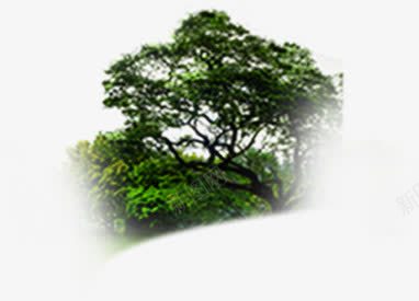 自然绿色植物样式招聘海报png免抠素材_新图网 https://ixintu.com 招聘 样式 海报 绿色植物 自然