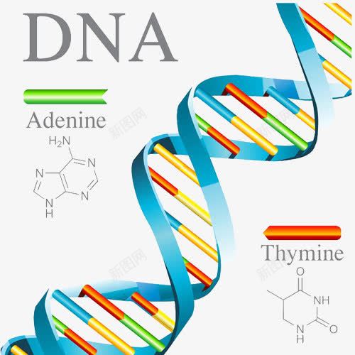 DNA链条png免抠素材_新图网 https://ixintu.com 基因链 彩色 微观科学 染色体