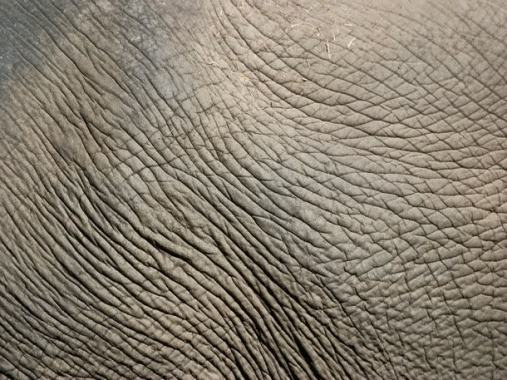 大象皮肤纹理背景背景