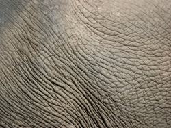 皮肤纹理大象皮肤纹理背景高清图片