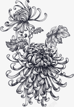 素描花丛盛开的素描菊花高清图片