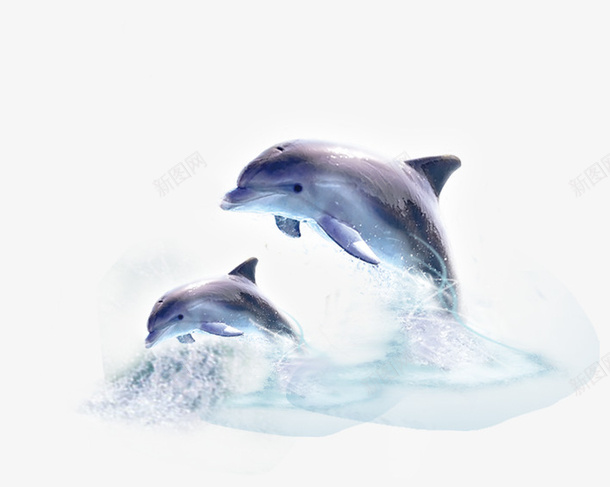 两只海豚png免抠素材_新图网 https://ixintu.com 浪花 海豚 设计 透明