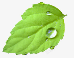 椭圆形树叶一片透亮的滴水叶子高清图片