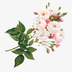 花店宣传粉白色花朵高清图片