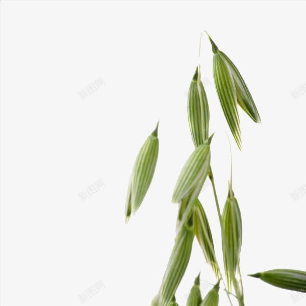 燕麦植物png免抠素材_新图网 https://ixintu.com 植物 燕麦米 粮食 美食 谷物