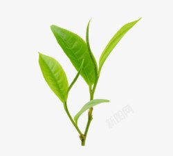 翠绿茶叶实物茶芽高清图片