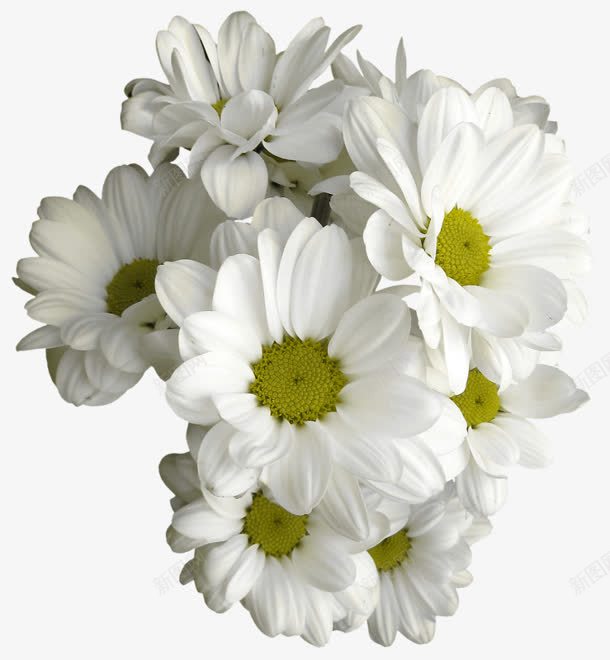 白色的菊花花蕊植物png免抠素材_新图网 https://ixintu.com 植物 白色 花蕊 菊花