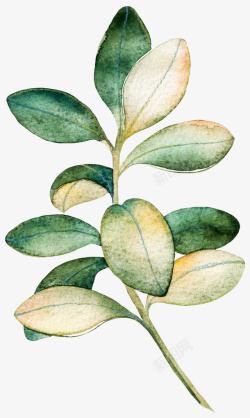 大叶植物水彩树木装饰图高清图片