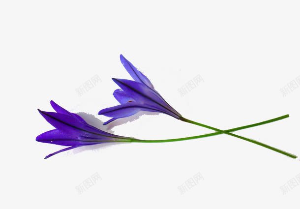 蓝色的剑兰花瓣png免抠素材_新图网 https://ixintu.com 兰花 花瓣 蓝紫色 蓝色的 高雅