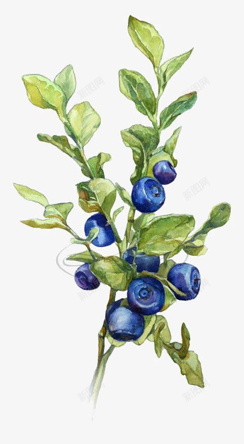 水彩叶片png免抠素材_新图网 https://ixintu.com 创意叶片 成熟的蓝莓 植物 水墨叶片 蓝莓