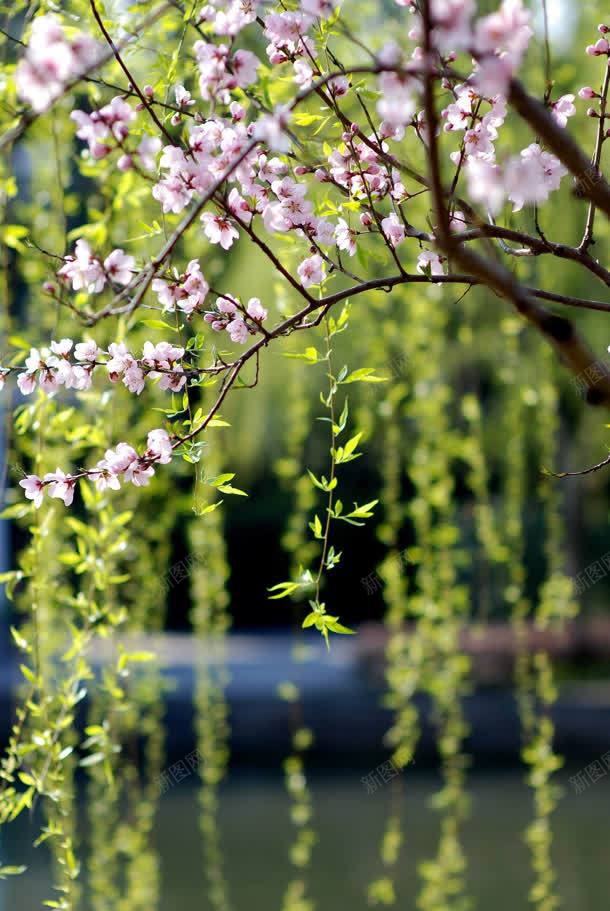 粉色桃花绿色叶子jpg设计背景_新图网 https://ixintu.com 叶子 桃花 粉色 绿色