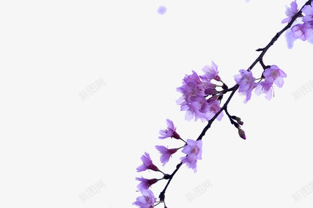 紫色的花朵png免抠素材_新图网 https://ixintu.com 开放 植物 紫色 花朵