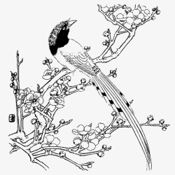 欲上枝头的喜鹊梅花简笔画黑白图透明高清图片