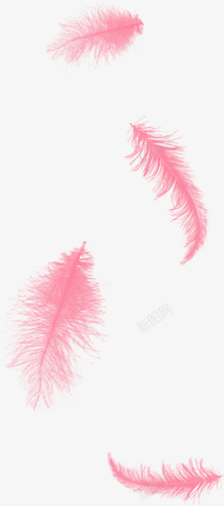 淡粉色羽毛两片羽毛高清图片