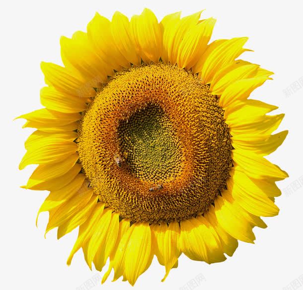 两只蜜蜂在一朵向阳花上采蜜png免抠素材_新图网 https://ixintu.com 向日葵 向阳花 授粉 春天 植物 自然 蜜蜂 采蜜