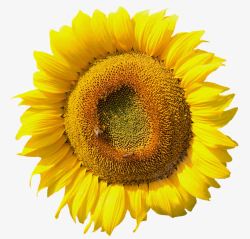 两只蜜蜂在一朵向阳花上采蜜素材