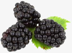 鲜嫩风格三串黑莓高清图片