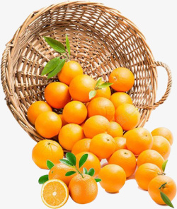 橙子果园手绘一筐新鲜橙子高清图片