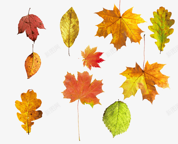 好多好看的树叶png免抠素材_新图网 https://ixintu.com 干了 秋天的 种类多 落叶