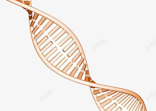 细胞DNA结构png免抠素材_新图网 https://ixintu.com DNA双螺旋结构图片 人体 分子 生物细胞 科研