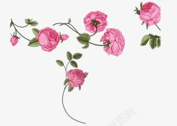 粉红玫瑰花手绘插画素材