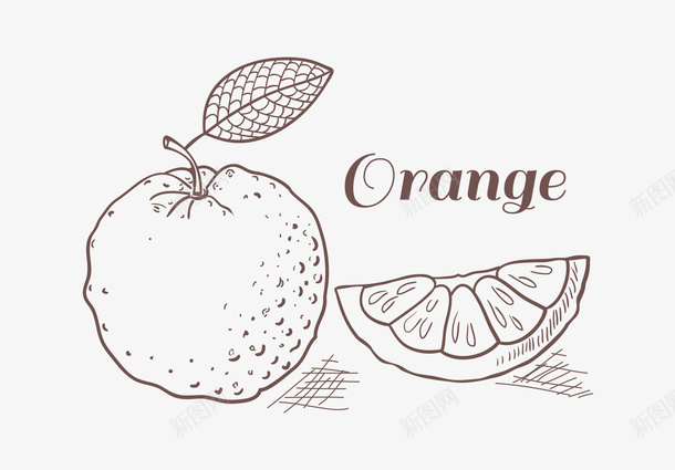 手绘素描橙子png免抠素材_新图网 https://ixintu.com orange 手绘橙子 橙子 水果 素描 线稿